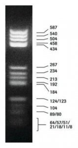 DNA Molecular Weight Marker V 10821705001