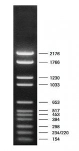 DNA Molecular Weight Marker VI 11062590001