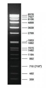 DNA Molecular Weight Marker VII 11209264001