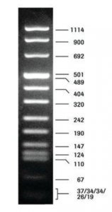 DNA Molecular Weight Marker VIII 11336045001