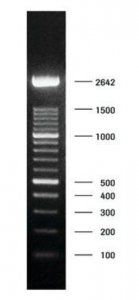 DNA Molecular Weight Marker XIV (100 bp ladder) 11721933001