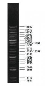 DNA Molecular Weight Marker XV (Expand DNA Molecular Weight Marker) 11721615001