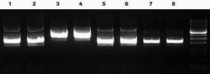 Genopure Plasmid Maxi Kit 3143422001
