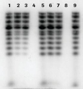 mini Quick Spin DNA Columns 11814419001