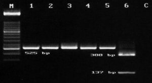 mRNA Isolation Kit 11741985001