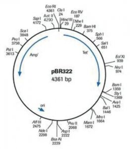 pBR322 DNA 10481238001