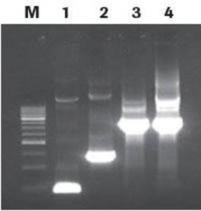 Rapid DNA Dephos & Ligation Kit 