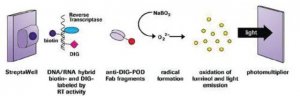 Reverse Transcriptase Assay, colorimetric 11468120910