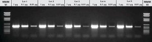 Taq DNA Polymerase, 5 U/l 