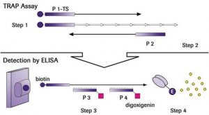 TeloTAGGG Telomerase PCR ELISA 11854666910