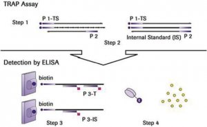 TeloTAGGG Telomerase PCR ELISAPLUS 12013789001