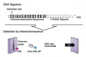 TeloTAGGG Telomere Length Assay 12209136001