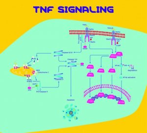Tumor Necrosis Factor-, mouse (mTNF-) 11271156001