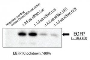 X-tremeGENE siRNA Transfection Reagent 