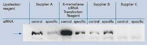 X-tremeGENE siRNA Transfection Reagent 