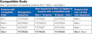 Xba I 