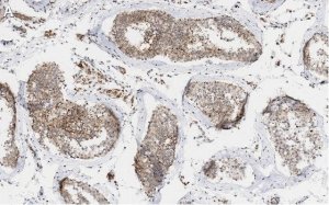 Anti- Tubulin Antibody, clone 10G11 ZooMAb Rabbit Monoclonal 