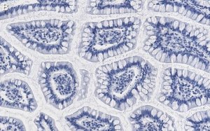 Anti--Actin Antibody, clone 6J13 ZooMAb Rabbit Monoclonal 