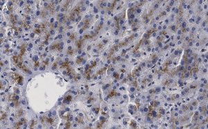 Anti--Glucocerebrosidase Antibody, clone 2I15 ZooMAb Rabbit Monoclonal 