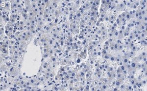 Anti--Glucocerebrosidase Antibody, clone 2I15 ZooMAb Rabbit Monoclonal 