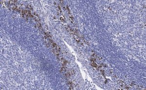 Anti--Tubulin Antibody, clone 1C9 ZooMAb Rabbit Monoclonal 