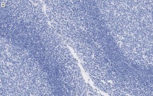 Anti--Tubulin Antibody, clone 1C9 ZooMAb Rabbit Monoclonal 