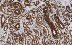 Anti--Tubulin Antibody, clone DM1A ZooMAb Mouse Monoclonal 