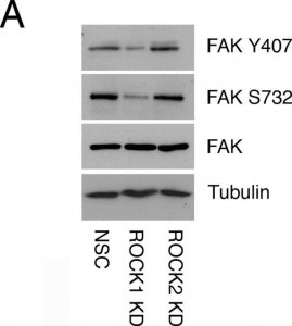 Anti--Tubulin antibody, Mouse monoclonal 