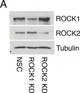 Anti--Tubulin antibody, Mouse monoclonal 