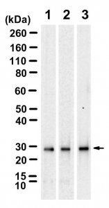 Anti-14-3-3 / Antibody, clone 1D15 ZooMAb Rabbit Monoclonal 