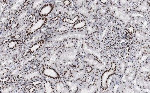 Anti-53BP1 Antibody, clone 1H16 ZooMAb Rabbit Monoclonal 