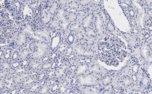 Anti-53BP1 Antibody, clone 1H16 ZooMAb Rabbit Monoclonal 