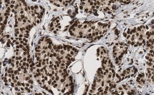 Anti-53BP1 Antibody, clone BP13 ZooMAb Mouse Monoclonal 