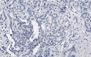 Anti-53BP1 Antibody, clone BP13 ZooMAb Mouse Monoclonal 