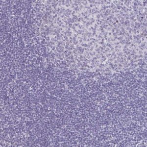 Anti-A1CF antibody produced in rabbit 
