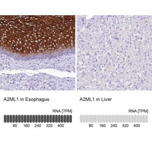 Anti-A2ML1 antibody produced in rabbit 