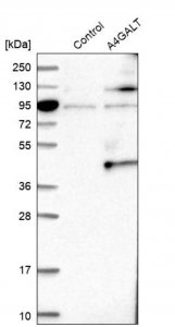 Anti-A4GALT antibody produced in rabbit 