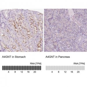 Anti-A4GNT antibody produced in rabbit 