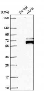 Anti-AAAS antibody produced in rabbit 