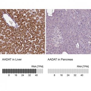 Anti-AADAT antibody produced in rabbit 
