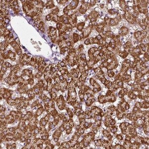Anti-AADAT antibody produced in rabbit 