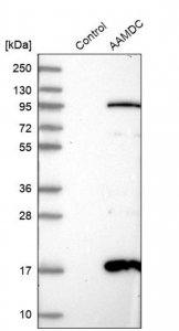 Anti-AAMDC antibody produced in rabbit 