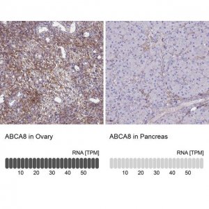 Anti-ABCA8 antibody produced in rabbit 