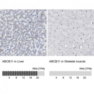 Anti-ABCB11 antibody produced in rabbit 