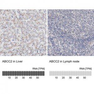 Anti-ABCC2 antibody produced in rabbit 