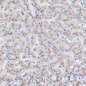 Anti-ABCC2 antibody produced in rabbit 
