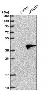 Anti-ABHD13 antibody produced in rabbit 