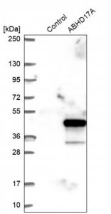 Anti-ABHD17A antibody produced in rabbit HPA047226-100UL