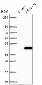 Anti-ABHD17A antibody produced in rabbit HPA043270-100UL