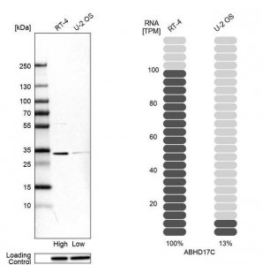 Anti-ABHD17C antibody produced in rabbit HPA048890-100UL